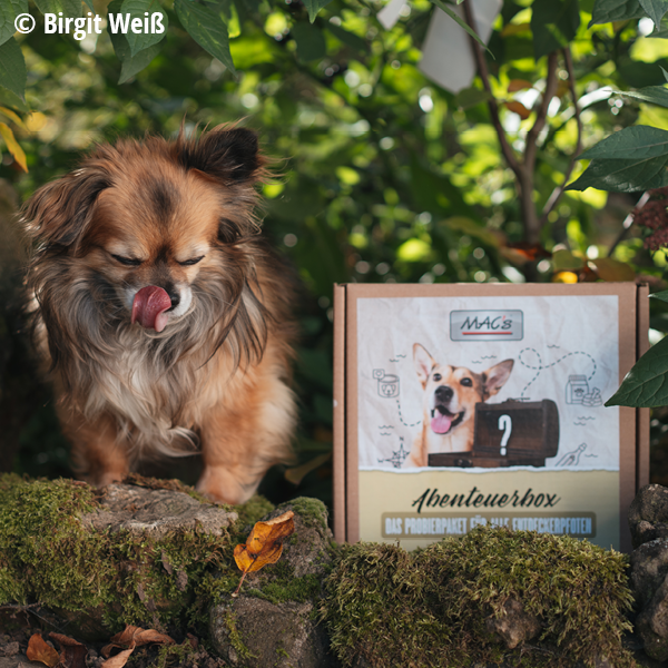 Abenteuerbox MAC´s Hund