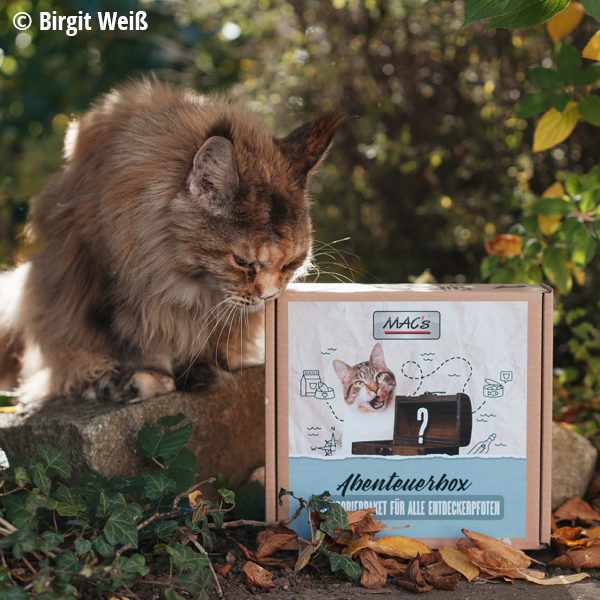 Abenteuerbox Mac´s Katze trocken
