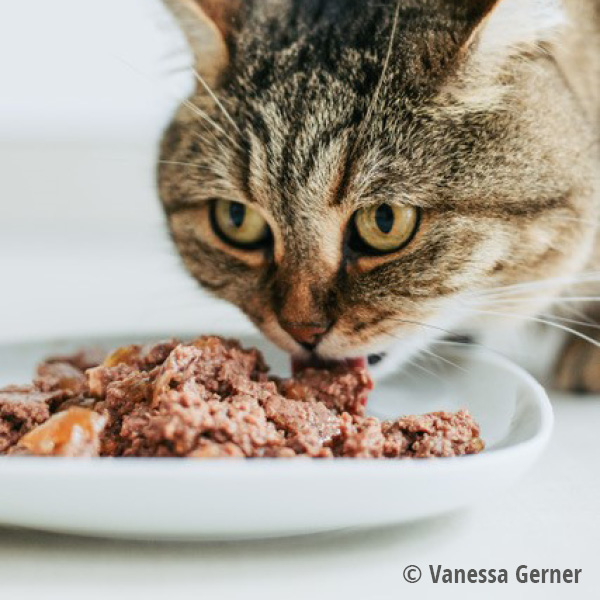 MAC's Cat Schale Kitten Pute, Huhn & Lachs 100g