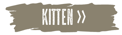 Button Kitten