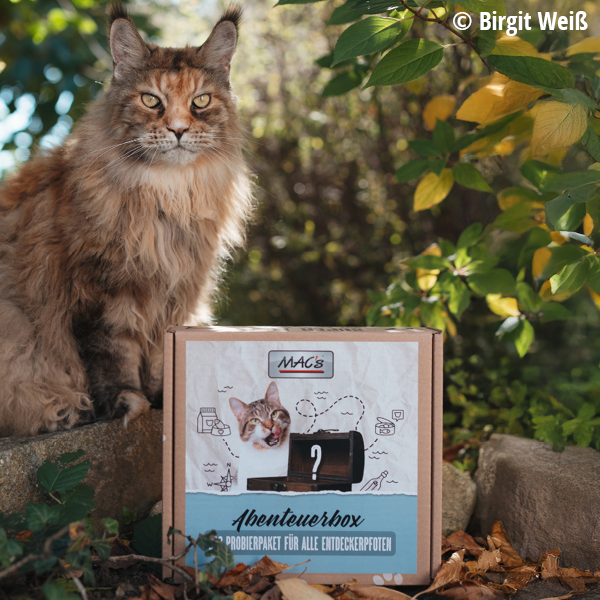 Abenteuerbox MAC´s Katze nass