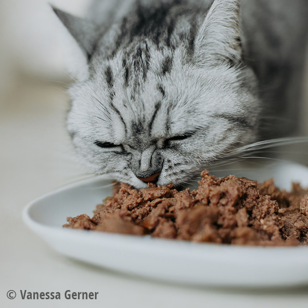 MAC's Cat Schale Lachs & Huhn 100g