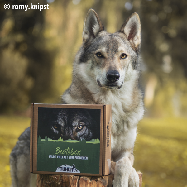 Beutebox Tundra Hund